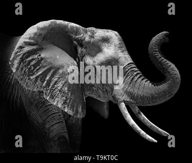 Kopf Profil eines afrikanischen Elefanten Loxodonta africana auf schwarzem Hintergrund Stockfoto