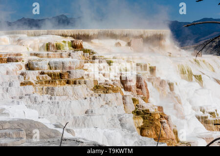 Mammut heißen Quellen, Yellowstone-Nationalpark Stockfoto