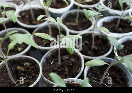 Tomaten Keimlinge in der Kunststoff Töpfe, Nahaufnahme Stockfoto