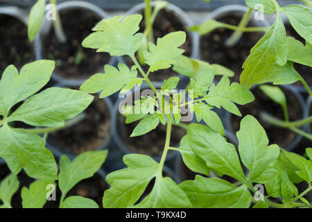 Tomaten Keimlinge in der Kunststoff Töpfe, Nahaufnahme Stockfoto