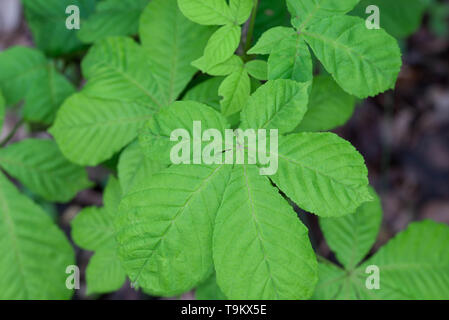 Spring Green Kastanienblätter closeup Stockfoto