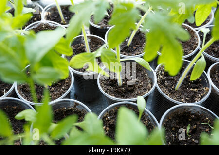 Tomaten Keimlinge in der Kunststoff Töpfe, Nahaufnahme Stockfoto