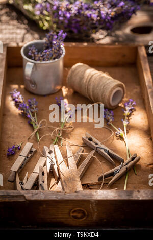 Frisch lavendel Vorbereitung home Trocknen im Garten Stockfoto