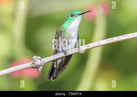 White-chested Smaragd, Agyrtria brevirostris, Kolibri, Yerette Hummingbird's Galerie, Port of Spain, Trinidad und Tobago Stockfoto