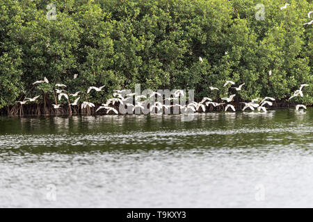 Snowy Reiher, Egretta thula, Caroni Swamp Wildlife Reserve, Trinidad und Tobago Stockfoto