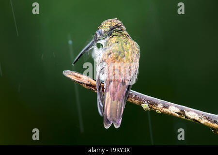 White-chested Smaragd, Agyrtria brevirostris, Kolibri, im Regen, Kratzen, Asa Wright Nature Reserve, Trinidad und Tobago Stockfoto