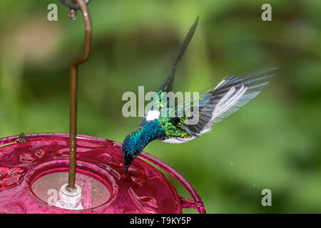 Rüde, weiß-necked Jakobiner, Kolibri, Florisuga mellivora, im Regen, Asa Wright Nature Reserve, Trinidad und Tobago Stockfoto