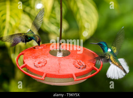 Rüde, weiß-necked Jakobiner (vorne), Männlich, black-throated Mango, Anthracothorax nigricollis, hinten, Kolibri, Florisuga mellivora, im Regen, Asa W Stockfoto