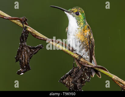 White-chested Smaragd, Agyrtria brevirostris, Kolibri, im Regen Asa Wright Nature Reserve, Trinidad und Tobago Stockfoto