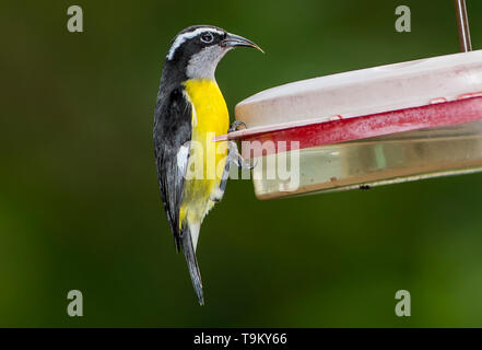 Bananaquit, Coereba flaveola, Zunge, auf Nektar Feeder Asa Wright Nature Reserve, Trinidad und Tobago Stockfoto