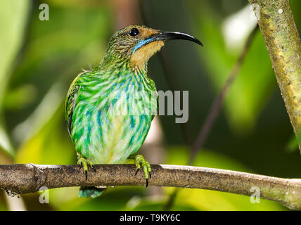 Weiblich, Lila, honeycreeper Cyanerpes caeruleus, tanager Familie, im Regen Asa Wright Nature Reserve, Trinidad und Tobago Stockfoto