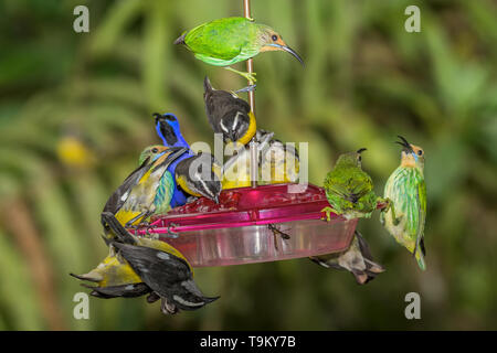 Bananaquit, Coereba flaveola + Männlichen & weiblichen Lila honeycreeper, Cyanerpes caeruleus auf Nektar Feeder, Asa Wright Nature Reserve, Trinidad, Trinidad Stockfoto