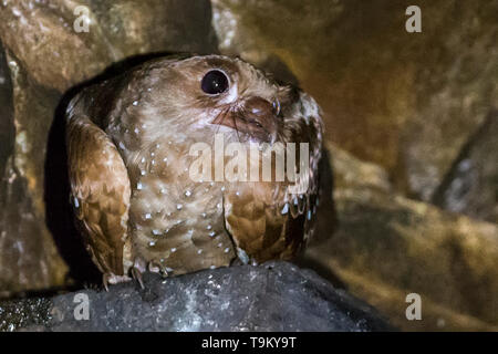 Oilbird, Steatornis caripensis, in einer Höhle, Asa Wright Nature Reserve, Trinidad, Trinidad und Tobago Stockfoto