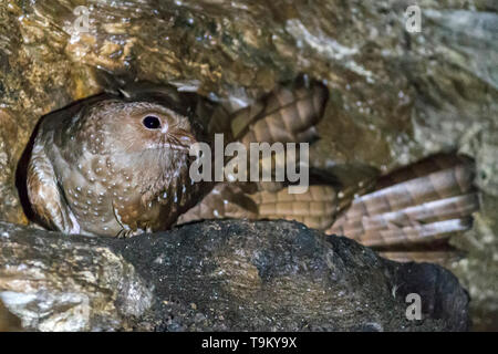 Oilbird, Steatornis caripensis, in einer Höhle, Asa Wright Nature Reserve, Trinidad, Trinidad und Tobago Stockfoto