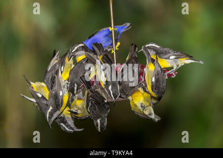 Bananaquit, Coereba flaveola, männlich Purpur honeycreeper, Cyanerpes caeruleus, auf Nektar Feeder, Asa Wright Nature Reserve, Trinidad, Trinidad und Toba Stockfoto