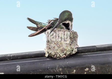 Buchse, schwarz-throated Mango, Kolibri, Anthracothorax nigricollis auf ihrem Nest auf einem Telefon Kabel, Trinidad und Tobago Stockfoto