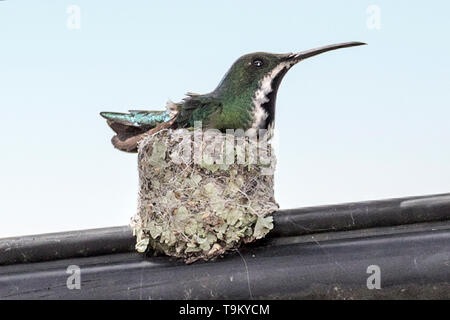 Buchse, schwarz-throated Mango, Kolibri, Anthracothorax nigricollis auf ihrem Nest auf einem Telefon Kabel, Trinidad und Tobago Stockfoto