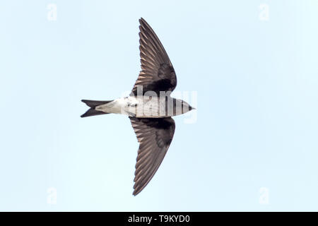 Grau-breasted Martin, Progne chalybea, Trinidad, Trinidad und Tobago Stockfoto