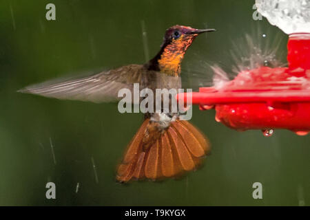 Männliche, Rubin, Topas, Kolibri, Chrysolampis mosquitus, im Regen, Trinidad vom Nektar Feeder, Trinidad und Tobago Stockfoto