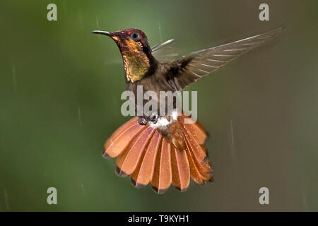 Männliche, Ruby - Topas Kolibri, Chrysolampis mosquitus, im Regen, Trinidad, Trinidad und Tobago Stockfoto