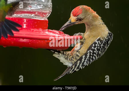 Weiblich, Rot - gekrönte Specht, Melanerpes rubricapillus, trinken Nektar von Anleger im Regen, Tobago, Trinidad und Tobago Stockfoto