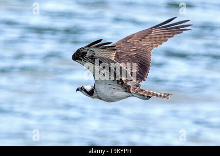 Fischadler, Pandion haliaetus, aka Fish Eagle, Sea Hawk, Fluss Hawk, oder Fisch Hawk, Tobago, Trinidad und Tobago Stockfoto