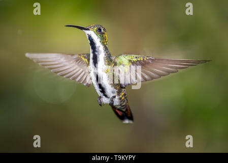 Buchse, schwarz-throated Mango, Kolibri, Anthracothorax nigricollis, Yerette Hummingbird's Galerie, Port of Spain, Trinidad und Tobago Stockfoto