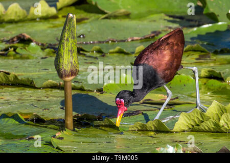 Gelbstirn-blatthühnchen jacana, Jacana jacana, Wader, nariva Sumpf, Tobago, Trinidad und Tobago auf Seerosen Stockfoto