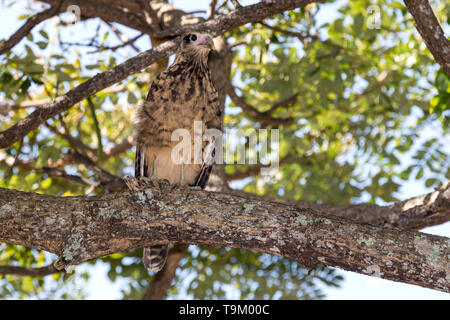 Jugendliche, colombien, Aegithalos caudatus, Tobago, Trinidad und Tobago Stockfoto