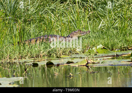 Spectacled Kaiman, Caiman crocodilus, aka white Kaiman, gemeinsame Kaimane, Krokodile, Tobago, Trinidad und Tobago Stockfoto