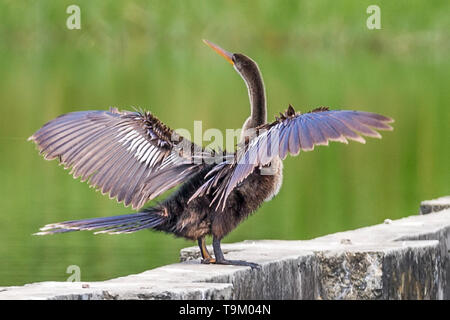 , Anhinga Anhinga anhinga, aka snakebird, darter, amerikanische Schlangenhalsvogel, Wasser Türkei, Tobago, Trinidad und Tobago. Auf Teich Wand, Trocknen außerhalb Stockfoto