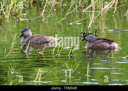 Mindestens Grebe, Tachybaptus Dominicus, erwachsene Zucht Gefieder, Tobago, Trinidad und Tobago Stockfoto