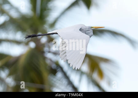 Silberreiher, Ardea alba, aka Gemeinsame oder große Reiher. Tobago, Trinidad und Tobago Stockfoto