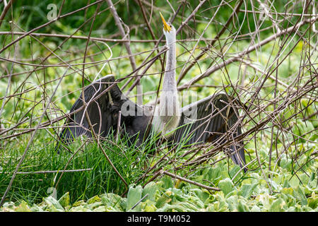 , Anhinga Anhinga anhinga, aka snakebird, darter, amerikanische Schlangenhalsvogel, Wasser Türkei, Tobago, Trinidad und Tobago. Der Teich trocknet aus Stockfoto