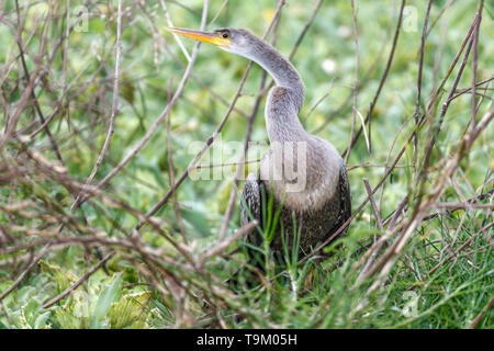 , Anhinga Anhinga anhinga, aka snakebird, darter, amerikanische Schlangenhalsvogel, Wasser Türkei, Tobago, Trinidad und Tobago. Durch Teich. Stockfoto