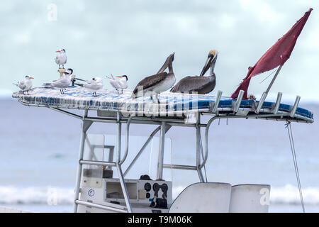 Royal Seeschwalben, Thalasseus maximus + Braune Pelikane, Pelecanus occidentalis, Tobago, Trinidad und Tobago, ruht auf dem Boot Vordach Stockfoto