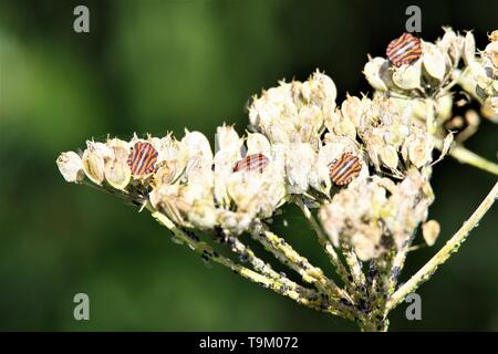 In der Nähe von Rot und Schwarz Gestreifte minstrel Schild Bugs (Graphosoma lineatum) auf eine blasse weiße Blume im Herbst Stockfoto