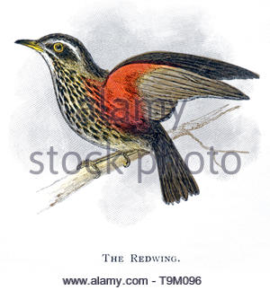 Rotdrossel (Turdus Iliacus), vintage Abbildung im Jahr 1898 veröffentlicht. Stockfoto