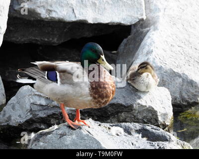 Stockente und ein einziges Entlein entlang der Küste ausruhen Stockfoto