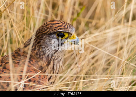 Turmfalke Falco tinnunculus, wenig Raubvogel im Gras sitzen. Stockfoto