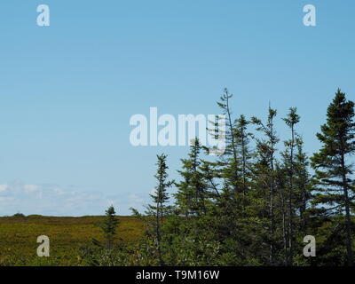 Nadelbäume gegen einen strahlend blauen Sommerhimmel auf Miscou Island, New Brunswick, Kanada Stockfoto