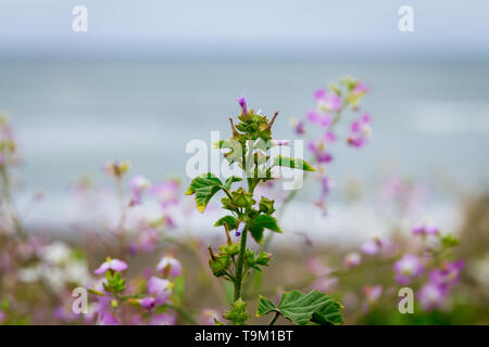 Lilafarbenen Küsten Wildflowers, Wachsen auf einem Küstenpfad, mit Blick aufs Meer und Himmel im Hintergrund, an den Rockaway Beach, Pacifica, San Francisco Bay Stockfoto