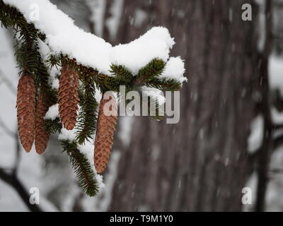 Große Kiefernzapfen hängen von einem schneebedeckten Zweig Stockfoto