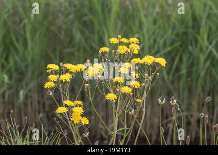 Gelbe Blumen der Asteraceae/Compositae Arten. Gedanken zu grobe Hawksbeard/Crepis biennis. Siehe die Zusätzlichen Anmerkungen Stockfoto