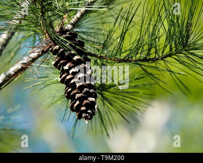 Einsame pinecone hängen von der Zweigstelle mit hellen blauen und grünen Hintergrund Stockfoto