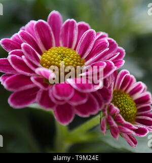 In der Nähe von kleinen hellen rosa und weißen Blüten mit gelben Zentren Stockfoto