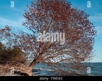 Baum mit roten Blätter entwurzelte entlang des Lake Ontario, Kanada an einem klaren, sonnigen Tag Stockfoto