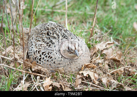 Eine Henne Ringneck pheasant auf einem Nest von Eiern in South Dakota Stockfoto