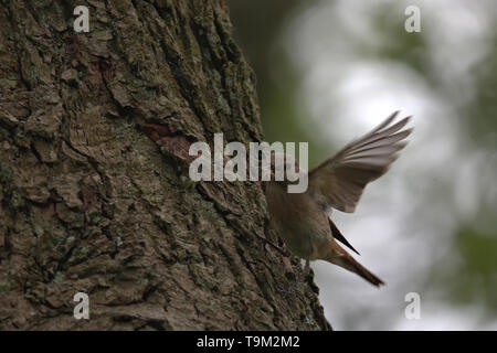 Weibliche Redstart mit einer Spinne ihre Küken zu füttern Stockfoto