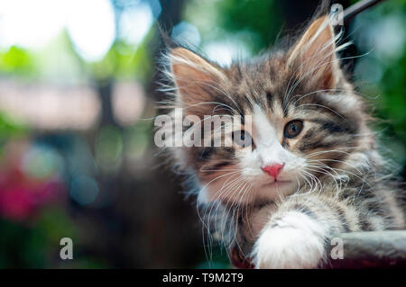 Porträt einer Norwegischen Waldkatze kitten Stockfoto